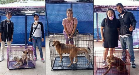 Dogs, cats in Antipolo City pound up for adoption .